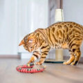 Miniatyrbilde 2 av 3: Smart Sensing Snake Cat Leksaker Elektronisk Interaktiv Leksak for Katter 1st