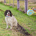 Miniatyrbilde 4 av 5: Inntrekkbar hundelina - Hundekobbel - Utvidbar hundeløperkabel med dreibar krok, ideell for daglig tur (Blå/Gul, 3M) green,orange