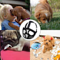 Miniatyrbillede 5 af 5: Justerbar Mesh Bulldog til Tygge- og Gø-træning Hundemaske Hætte, Engelsk Fransk Bulldog Pekingeser-S