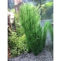 Miniatyrbillede 3 af 5: 3 stk. Akvariedekorationer Fisketank 30 cm/11\" Kunstige Grønne Vandplanter