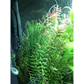 Miniatyrbilde 5 av 5: 3 stk. Akvarium Dekorasjoner Fisketank 30CM/11\" Kunstige Grønne Vannplanter