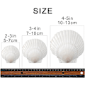 Miniatyrbilde 2 av 5: 16 stk hvite kamskjell 3-4 tommer skjell store naturlige havstrender skjell for håndverk DIY fiskebeholder vasefyll