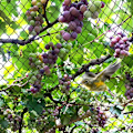 Miniatyrbillede 2 af 8: Fuglenet 4x10m Anti Fuglenet Have Plante Netting Ært Frugt Net Dam Mesh til Have Gård Vinmark Dam Hegn