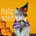 Pikkukuva 5 / 8: Lemmikin asu, kissan noidan muotoinen viitta ja hattu, koiran hauska roolipeliviitta hupun kanssa pumpkin