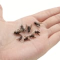 Miniatyrbilde 5 av 7: 2024 oppgradert fiskefôr, fluer for fluefiske, reke smaksfiskefôr, fluekrok mykt fôr tilsett fiskefôr fiskeutstyr M