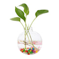 Miniatyrbild 1 av 2: Väggmonterad Växtkruka i Glas för Hydroponisk Odling, Dekorativ Aquariumbehållare för Hemmet #2