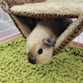 Miniatyrbild 1 av 5: Hängande Hammock för Smådjur Dubbellager Lätt att Rengöra Plysch Hängande Hammock Säng för Ekorrar Gyllene Björnar Chinchillor L Brun