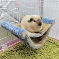 Miniatyrbild 6 av 8: Hängande Hammock för Smådjur Dubbellager Lätt att Rengöra Plysch Hängande Hammock Säng för Ekorrar Gyllene Björnar Chinchillor L Blå