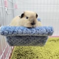 Miniatyrbild 5 av 8: Hängande Hammock för Smådjur Dubbellager Lätt att Rengöra Plysch Hängande Hammock Säng för Ekorrar Gyllene Björnar Chinchillor L Blå