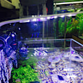 Miniatyrbillede 1 af 2: Klemme Akvarielys Høj Lysstyrke Justerbar Energibesparende Fiskekum LED Klipslys til Akvarier Fiskekummer X5 Hvid Skal (Blå og Hvid Lys