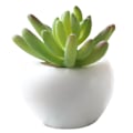 Pikkukuva 2 / 2: Kannettavat Kasvit Mehikasvit Bonsai Kukkaruukku Koti Sisustukseen