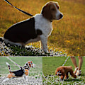 Miniatyrbild 5 av 5: Hund 30m Hund Ne Hund 30m Hund