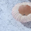 Miniatyrbillede 2 af 4: 6 stk. 3/4CM Naturlige Søpindsvinskal Konkylie Skaller Tillandsia Beholdere DIY Håndlavede Luftplanter Plantepotter (Tilfældig Farve)
