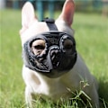 Miniatyrbillede 2 af 4: Kort Hundemundkurv - Justerbar Åndbar Mesh Bulldog Mundkurv til