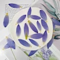 Miniatyrbilde 1 av 3: Lilla Tørkede Nøkkeroseblomstblader for Resin Håndverk, 3 STK Naturlige Ekte Pressede Tørre Nøkkeroseblomster for Resin DIY Smykker Ornament Håndverk Kan
