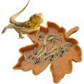 Miniatyrbillede 5 af 5: *2 stykker skål bladform reptil vand mad skål til skildpadde majs*