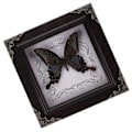 Miniatyrbild 3 av 3: Fjärilsdisplayram Fjärilsprov Inramad Fjärilssamlingsdisplay