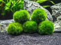 *10 Marimo Moss Balls 2.5 cm*