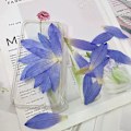 Miniatyrbilde 3 av 3: Lilla Tørkede Nøkkeroseblomstblader for Resin Håndverk, 3 STK Naturlige Ekte Pressede Tørre Nøkkeroseblomster for Resin DIY Smykker Ornament Håndverk Kan