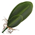 Miniatyrbild 1 av 3: Konstgjorda blad Falska blad Phalaenopsis Simuleringsblad Bröllopsfest Heminredning