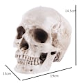 Miniatyrbillede 2 af 5: /#/Anatomisk kraniemodel - Realistisk menneskekranium i harpiks - Liv/#/