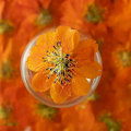 Miniatyrbilde 3 av 3: Kunstige og tørkede blomster 3 stk, naturlig bevarte ekte blomster, Cosmos sulphureus for bryllupsinvitasjonsbokmerke, duftlysdekor