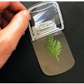 Miniatyrbild 4 av 4: 30 st Transparenta Torkade Blombokstäcken, Blombokstäcketillverkare