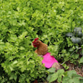 Miniatyrbillede 5 af 5: *Enkelt rem kyllingeforklæde/sadel vest høne and beskyttelse standard kyllingejakker høne forklæder fjerkræ pleje tilbehør 5stk-Rose Red*