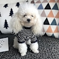 Miniatyrbild 5 av 5: Husdjurskläder vår höst bomull randig all-match teddy bichon fransk bulldog kläderMStripe bomull tunn