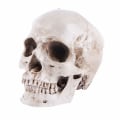 Pikkukuva 4 / 5: Malli 1: 1 Hartsi Ihmisen Kallo Anatomian Opetus, Koriste Kallo