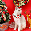 Miniatyrbillede 1 af 3: #Sødt julepynt til kæledyr, julesnefnug tørklæde#