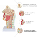 Miniatyrbilde 4 av 4: Nesehulemodell Menneskelig Anatomisk Nese Hals Anatomi Modell for Studenter