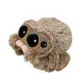 Miniatyrbilde 2 av 5: Liten edderkopp bamse liten edderkopp bamse hoppende edderkopp