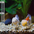 Miniatyrbillede 3 af 5: Rejefoderrør Akryl Rejeakvarium Samlet Foderrør Fodring (25cm)