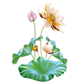 Miniatyrbillede 3 af 5: /#/Gylden lotus vægklistermærke stue soveværelse dekorativ maling/#/