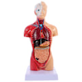 Miniatyrbilde 2 av 2: Menneskelig Torso Kroppsmodell Anatomi Anatomiske Indre Organer for Undervisningsbruk