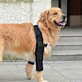 Miniatyrbillede 1 af 3: Albuestøtte til hunde til skuldre, forben, dislokationer, tryksår, skader, gigt, stabilitetstab,m