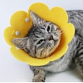 Miniatyrbild 5 av 5: Skyddskrage med blommönster, läckagesäker, EVA-material, för katt, inomhus, gul, S
