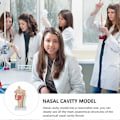 Miniatyrbilde 2 av 4: Nesehulemodell Menneskelig Anatomisk Nese Hals Anatomi Modell for Studenter