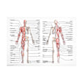 Miniatyrbild 1 av 2: 1 st Affisch över människans anatomi Muskelsystem Skelettsystem Affisch Väggbonad Anatomisk karta