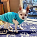 Miniatyrbild 6 av 6: Varm pullover fleece hundjacka med O-ring koppel - Vinter små hundtröja kappa - Kallt väder hundkläder-Grön M