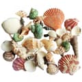 100g Mixed Beach Seashell Mix Sea Shell Craft Natural Decor DIY 2022 V0H7