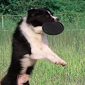 Miniatyrbillede 5 af 6: Holdbar flyvende gummilegetøj til hunde - til hunde. Højtflyvende aerodynamisk skive til hunde - sort