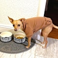 Miniatyrbillede 5 af 5: Vinter Hunde Trøjer med Lommer Varme Hunde Tøj til Små Hunde Chihuahua Jakker Små Hunde og Katte Tøj (M, Kaffe) M