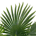 Miniatyrbild 2 av 2: vidaXL Konstväxt Palm med kruka 70 cm grön Grön