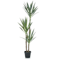 Miniatyrbild 1 av 2: Emerald Konstväxt Yucca i kruka 150 cm Grön