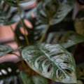 Miniatyrbild 1 av 2: Emerald Konstväxt monstera Monkey Bush i kruka 43 cm Grön