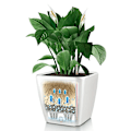 Miniatyrbild 4 av 8: LECHUZA Blomkruka QUADRO LS 35 ALL-IN-ON vit högglans 16160 Vit