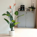 Miniatyrbild 1 av 3: Emerald Konstväxt papegojblomma i kruka med blommor 120 cm Grön