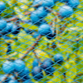 Miniatyrbild 3 av 4: Nature Fågelnät Nano 10x4 m blå Blå